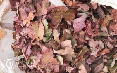 Visita en nuestros viñedos