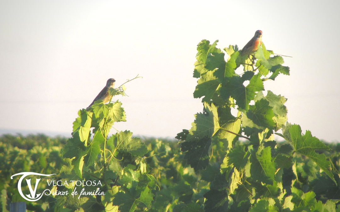 ¿Que es un vino ecológico?