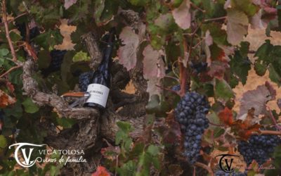 Medalla de plata del prestigioso Concurs Mondial de Bruselas 2020 para Los Halcones y cuatro gatos