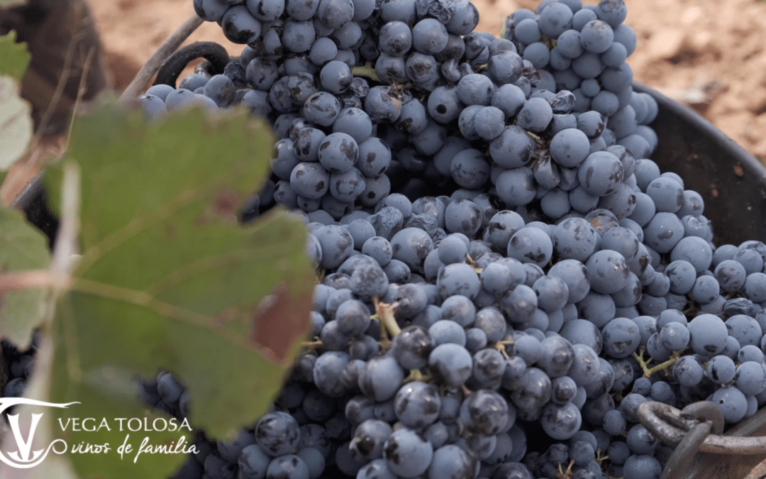Vinos tintos de La Manchuela: características