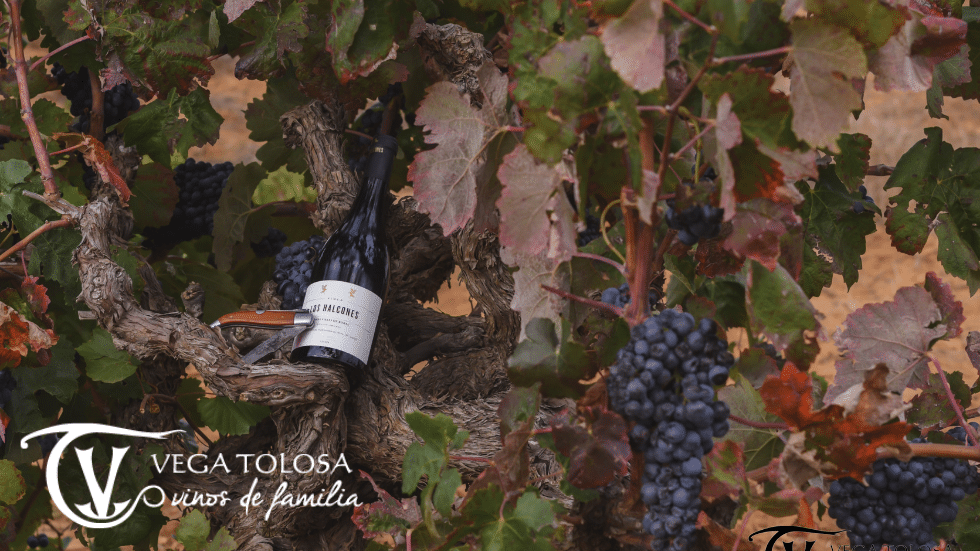 Vega Tolosa en el «Madrid Fusión 2021»