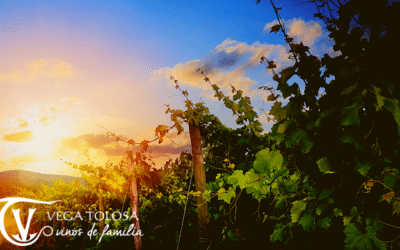 Cosecha vino: ¿Cómo influye el clima?