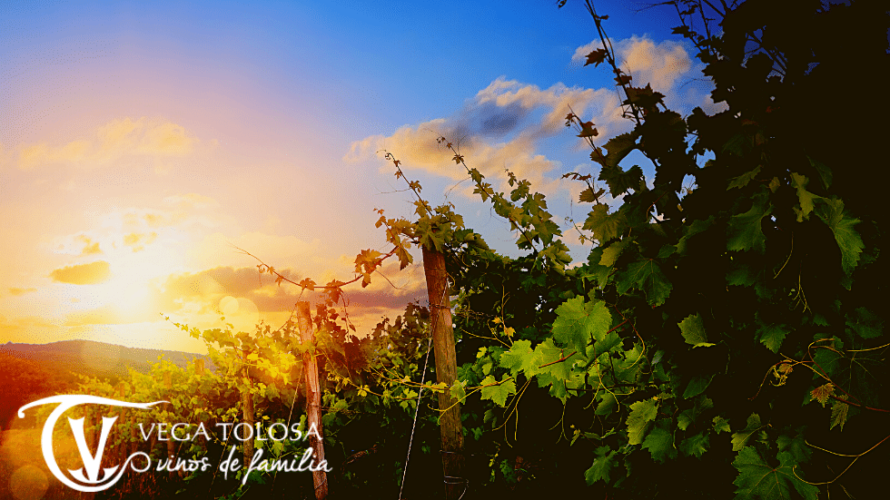 Cosecha vino: ¿Cómo influye el clima?