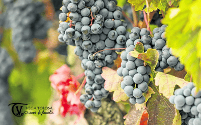 Vega Tolosa: Bodegas Singulares en la Manchuela