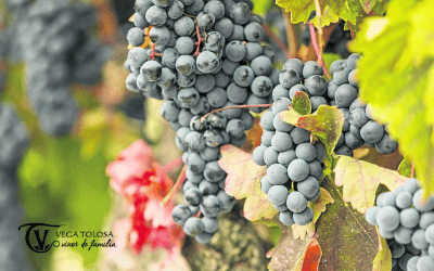 Vega Tolosa: Bodegas Singulares en la Manchuela